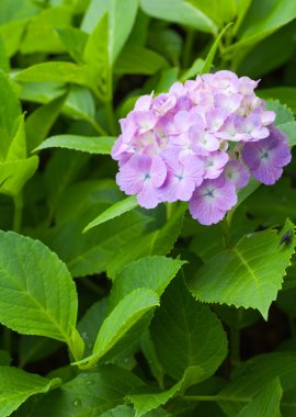 Güzel Hydrangea macrophylla