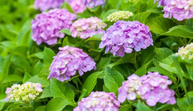 Güzel Hydrangea macrophylla