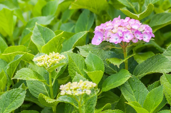 Hermosa Hydrangea macrophylla —  Fotos de Stock