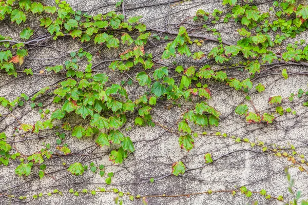 Árbol trepador de hiedra verde — Foto de Stock