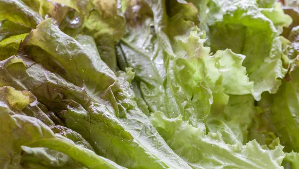 Fresh green lettuce — Stock Photo, Image