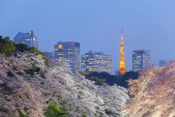 Sakura flores de cerezo — Foto de Stock