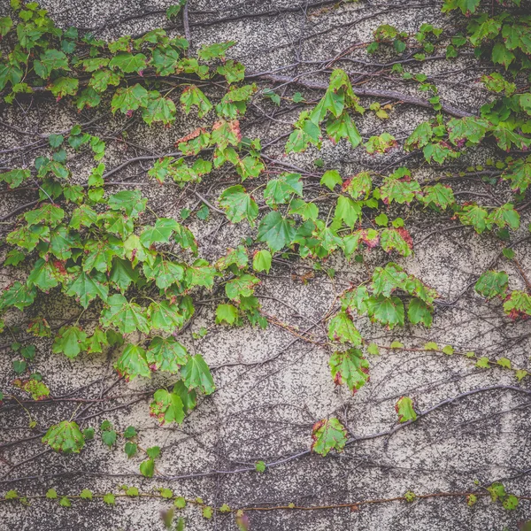 Zielony bluszcz wspinacz drzewo — Zdjęcie stockowe