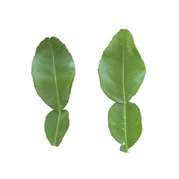 Свежие листья каффира — стоковое фото