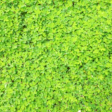 Bulanık küçük yaprak yeşil