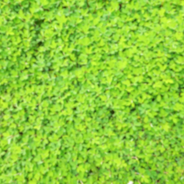 Bulanık küçük yaprak yeşil