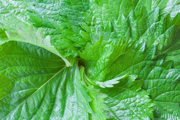 Organic green perilla — Stock Photo, Image