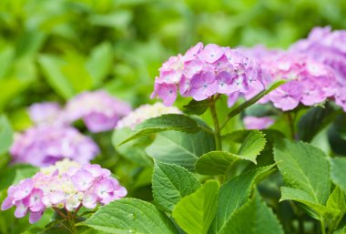 Güzel Hydrangea macrophylla