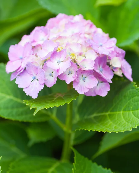 Güzel Hydrangea macrophylla — Stok fotoğraf