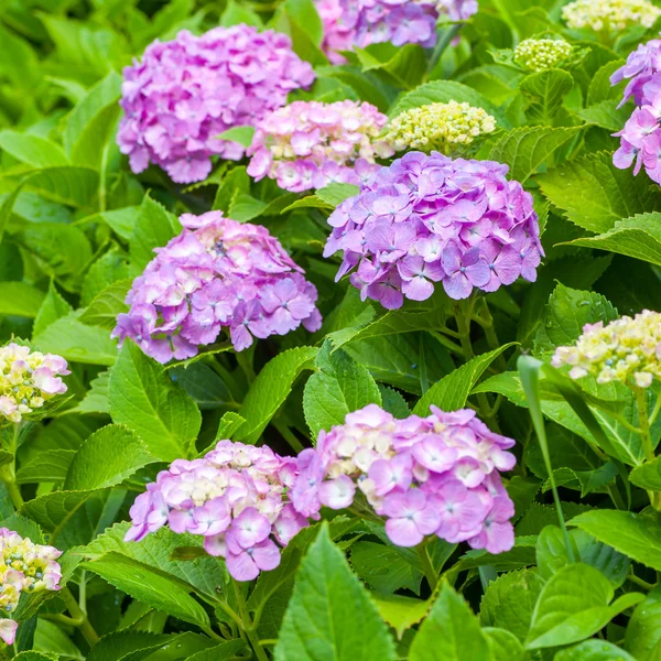 Bela hortênsia macrophylla — Fotografia de Stock