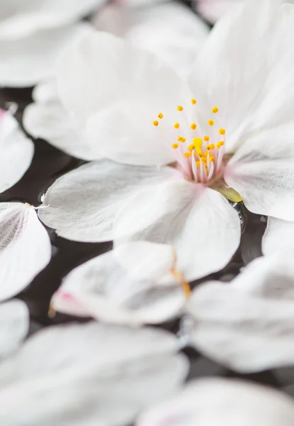 Beautiful cherry blossoms — Stock Photo, Image