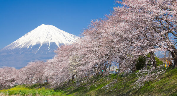 Mountain Fuji view