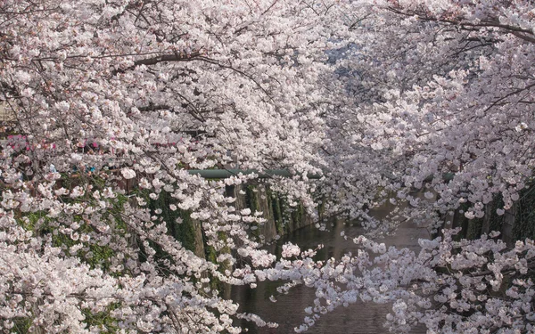 Sakura cherry blossoms — Stock Fotó