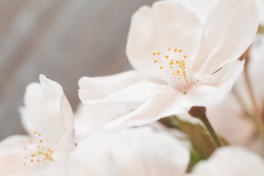 güzel kiraz çiçekleri