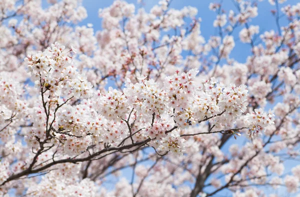 Beautiful cherry blossoms — Stock Photo, Image