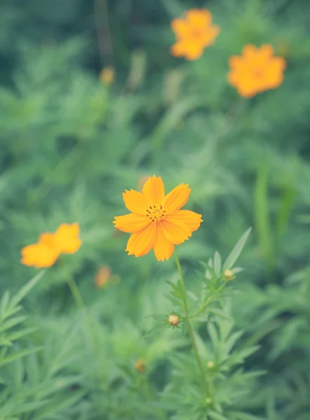 Gele daisy in park — Stockfoto