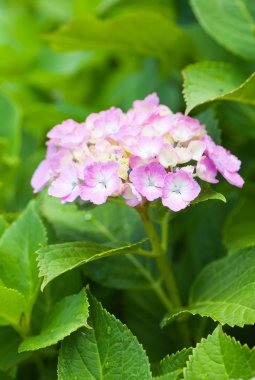 Güzel Hydrangea macrophylla