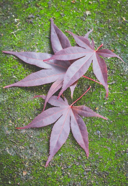 Foglie di acero rosso — Foto Stock