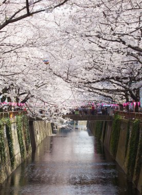 Sakura kiraz çiçekleri