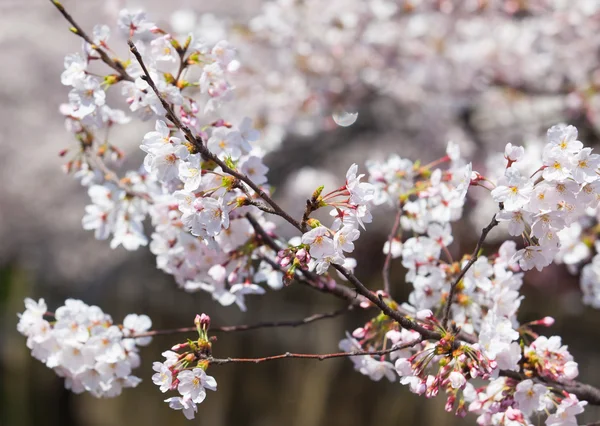 Beautiful cherry blossoms — Stock Photo, Image