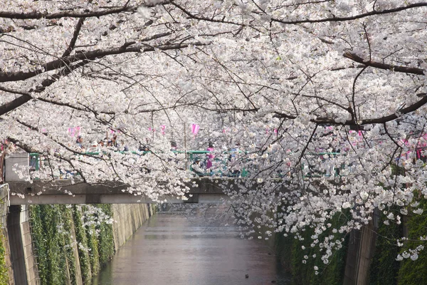 Sakura cherry blossoms — Stock Photo, Image