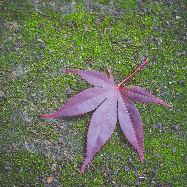 Hoja de arce rojo — Foto de Stock