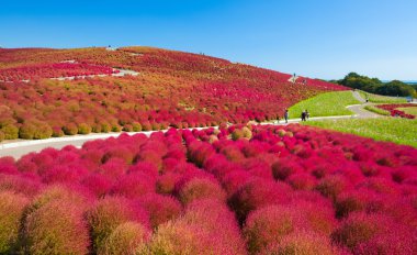 Güzel kochias hill