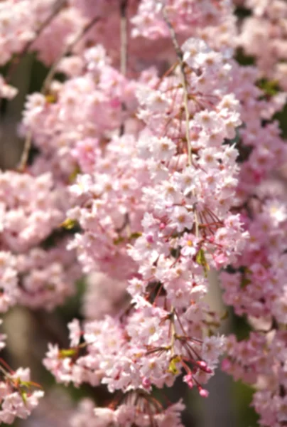 Vackra blommande körsbärsträd — Stockfoto