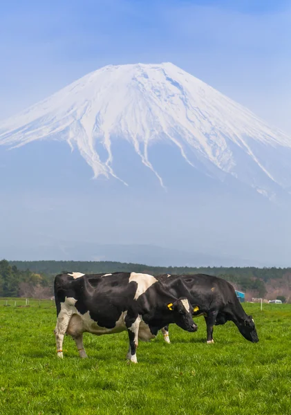 Montagna Fuji vista — Foto Stock