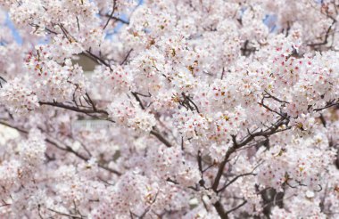 güzel kiraz çiçekleri