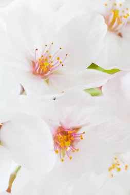 güzel kiraz çiçekleri