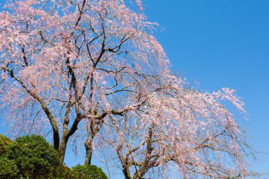 güzel kiraz çiçekleri