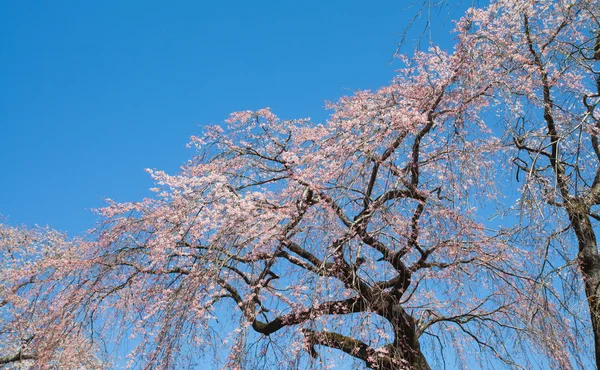 Lindas flores de cerejeira — Fotografia de Stock
