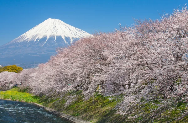 Vista a la montaña Fuji — Foto de Stock