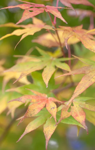 多彩的秋天的落叶 — 图库照片