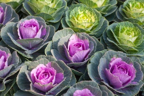 Fresh red cabbage — Stock Photo, Image