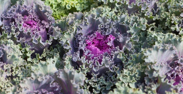 Fresh red cabbage — Stock Image Fresh red cabbage Stock Image