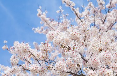 güzel kiraz çiçekleri
