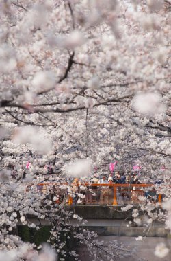 Sakura kiraz çiçekleri