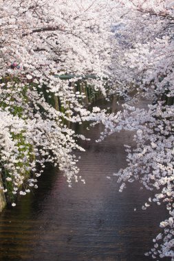 Sakura kiraz çiçekleri