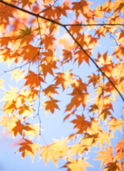 Autunno foglie foresta — Foto Stock