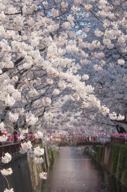 Güzel sakura kiraz çiçeği