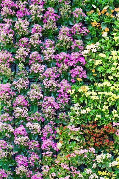 Hermosas flores en flor — Foto de Stock