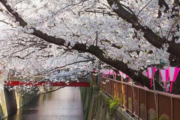 Gyönyörű sakura cherry blossom — Stock Fotó