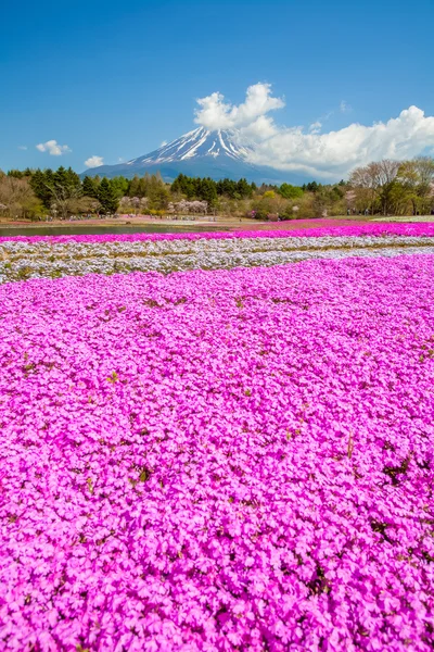 Montanha Fuji vista — Fotografia de Stock