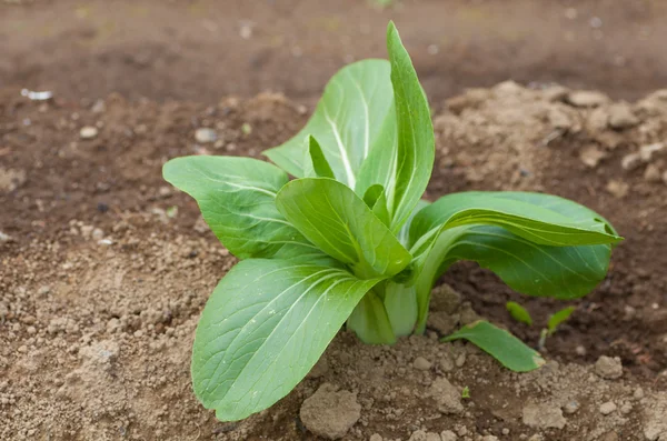 Kind of Chinese cabbage — Stock Photo, Image