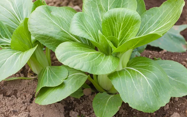 Kind of Chinese cabbage — Stock Photo, Image