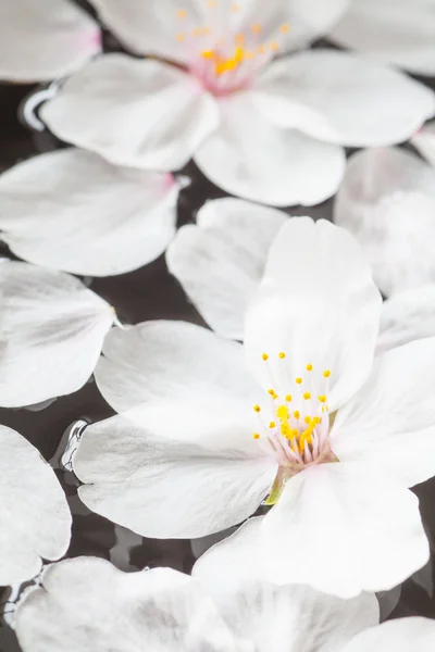 Beautiful cherry blossoms — Stock Photo, Image