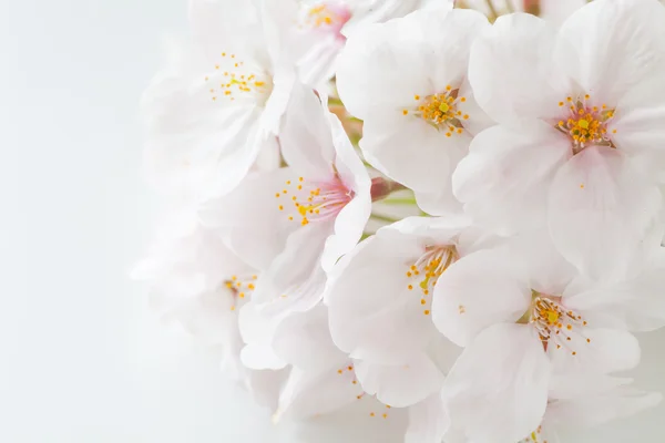Красивые цветки вишни — стоковое фото