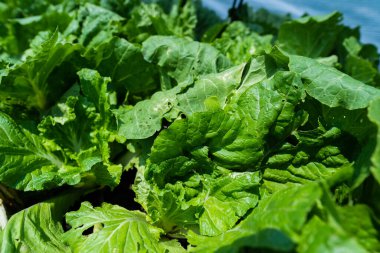 Taze organik sebze çiftliğine ve bahçeye yakın. Sağlıklı yiyecekler.